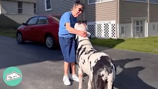 Giant Dog Runs To Say Hi To Everyone In His Town  Cuddle Buddies