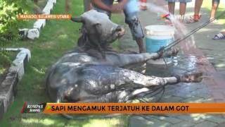 Sapi Ngamuk Ini Jatuh ke Got