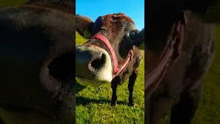 Best Beautiful Cows SOO Cute Cute And funny Cows Videos Compilation cute moment