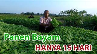 Panen Bayam Hanya 15 Hari Nanam Singkat Untung Besar