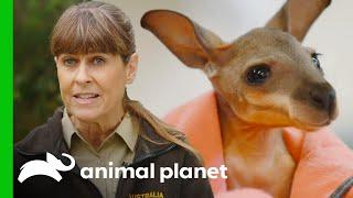 Terri Irwin Helps Raise an Orphaned Wallaby Joey  Crikey Its the Irwins