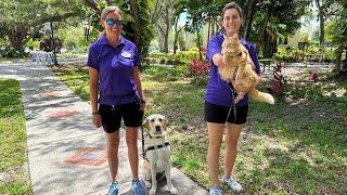 Guide Dog Distraction Training with Malcolm the Cat  Dogs Inc