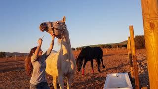 Sapphire the  Horse is horrified when  its medicine time watch her face at the end 