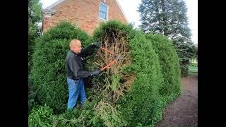 Boxwood pruning in summer how to cut back a big boxwood summer vs winter