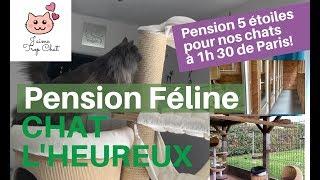 Pension Féline  près de Paris  Comment gérer son chat pendant les vacances?