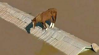 Caramelo cavalo resgatado do telhado passa bem e se recupera