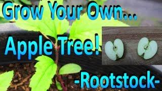 How to Grow Your Own Apple Tree Rootstock by Germinating Store Bought Apple Seeds