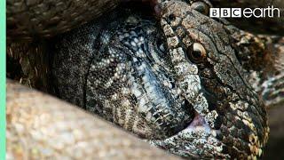 Iguana vs Snakes Full Clip  Planet Earth II  BBC Earth