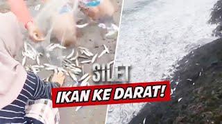 Fenomena Ributan Ikan Naik Ke Daratan Warga Garut Langsung Berburu  SILET