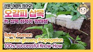 오갈피삽목.. 삽목최적기입니다.. It is a perfect season for cutting Eleutherococcus sessiliflorus#Korean#cutting