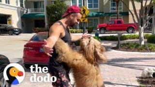 Guy Decides His Dog Will Be His Plus-One Everywhere He Goes  The Dodo
