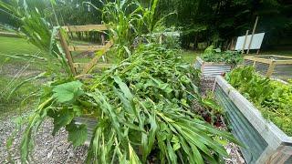 From the Garden Corn Disaster of 2021. I need help.