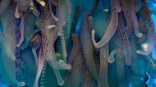 Exploring The Underwater World  4K UHD  Blue Planet II  BBC Earth