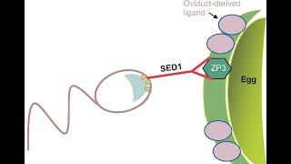 EMBRYOLOGY 2020 Fertilization through the Morula. The Beginning of Life Is Achieved