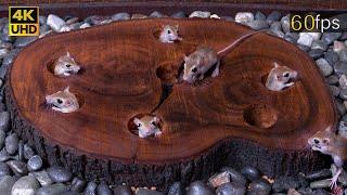 Cat TV Tiny Mouse Popping Up and Hide & Seek Fun through Wood Stem Holes for cats to watch 4k