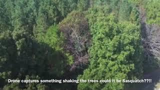 Drone catches something powerful trying to tear down a massive tree 2021