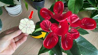 Very few people know how to make Anthurium bloom immediately  Natural Fertilizer