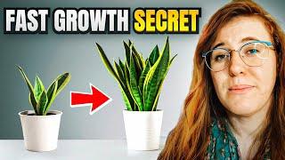 HOW TO GET A SANSEVIERIA TO GROW QUICKLY. SNAKE PLANT CARE GUIDE  Gardening in Canada 🪴‍