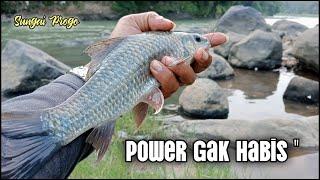 Power full Ikan Nilem Progo  Mancing Nilem Terbaru