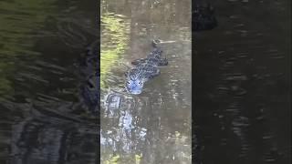 Little Gator Swims Towards Me #animalshorts #alligator #wildlife #naturelovers