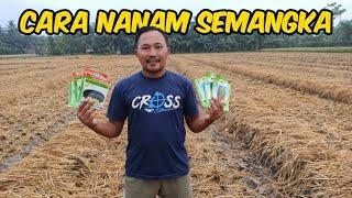 Cara Nanam Semangka Di Lahan Persawahan full Dari Pengolahan Lahan Rendam Benih Sampai Nanam 1