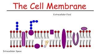 The Cell Membrane