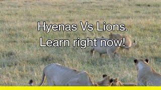 Hyenas Vs Lions A Battle for survival #hyenas #lions