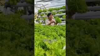 Panen Sayur Selada Hidroponik Rakit Apung di Kebun Halaman Rumah pesanan customer  #youtubeshorts