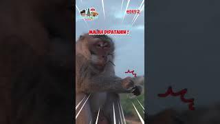 Monyet NAKAL‼️ Hari Ke 2 di Bali