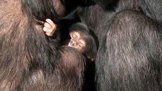 شاهد ولادة شمبانزي نادر بحديقة حيوان تشيستر في المملكة المتحدة