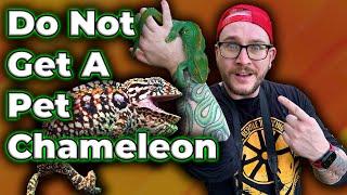 DO NOT GET A CHAMELEON Get One Of These Instead