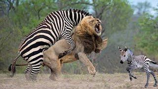 New Shekar he shekar Hunter become hunted Lion hunted by other animal Jungle book