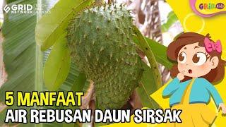 5 Manfaat Air Rebusan Daun Buah Sirsak yang Dijadikan Teh Baik untuk Kesehatan