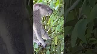 Koala at Australia Zoo Sunshine Coast Queensland #australiazoo #koala #sunshinecoast #queensland