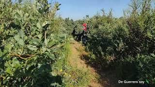 un día de trabajo en la Blueberry 🫐 en Dinuba cá 6124con la gente de Guerrero.