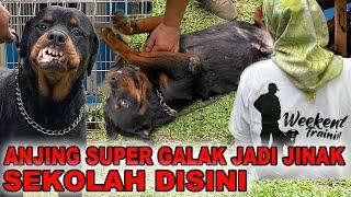 Sekolah Anjing K9 Yang Kepala Sekolahnya Cewek Berhijab - Canine K9 Kennel