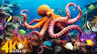 NEW 11HR Stunning 4K Underwater Footage - Captivating Sea Creatures Ambient Music for Deep Sleep