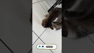 APAKAH KUCING SUKA GORENGAN