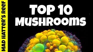 Top 10 Mushrooms for your Reef Tank