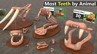 Which Animal has Most the Teeth  Number of teeth by Animal comparison
