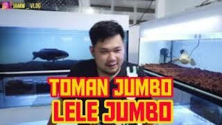 TOMAN JUMBO MAKAN LELE JUMBO GIMANA JADI NYA?