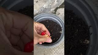 How to grow ornamental peppers is very easy