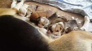 Nursing Puppies at One Week Old