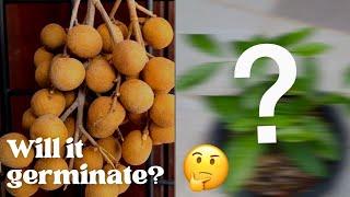 Grow Longan from seeds Seedlings to future fruit bearing trees