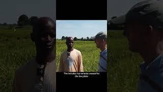 Rice farming in Western Guinea #shorts