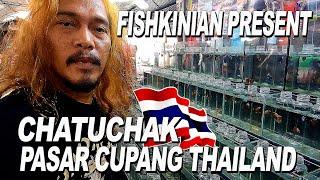 CHATUCAK PASAR IKAN CUPANG  DI THAILAND  FISHKINIAN BORONG HALFMOON DAN PLAKAT AVATAR DI THAILAND