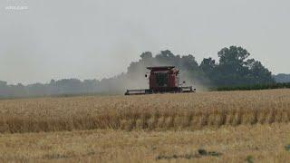 Summer wheat harvest comes early this year