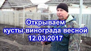 Открываем кусты винограда весной 12.03.17