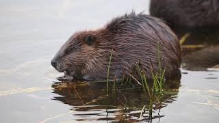 Beaver Neds Pond