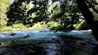 Relax with the water sounds of the green river. Nature forest and bird sounds. Relaxing sleep music